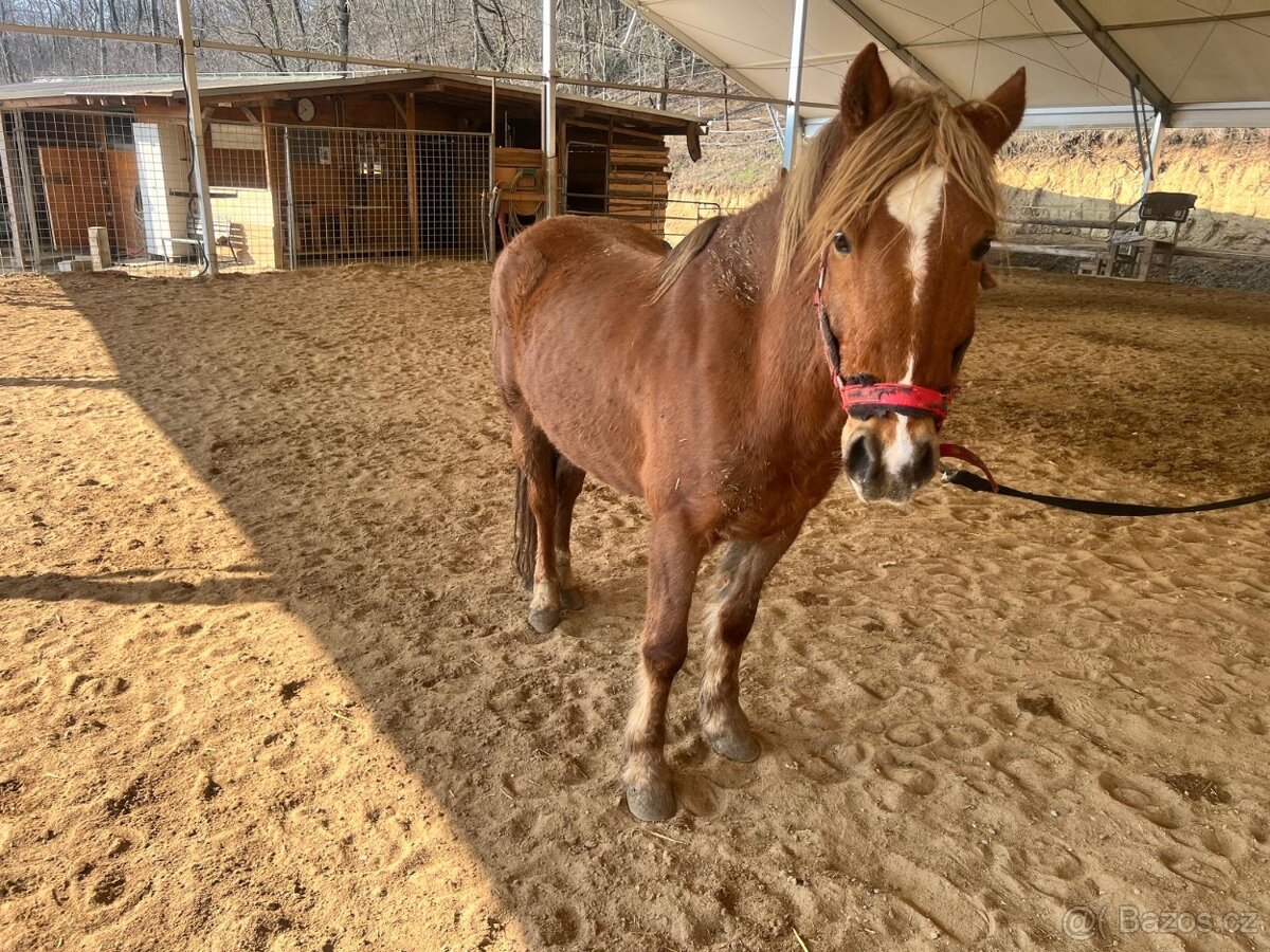 Prodám valacha plemene Welsh Part-Bred - 3