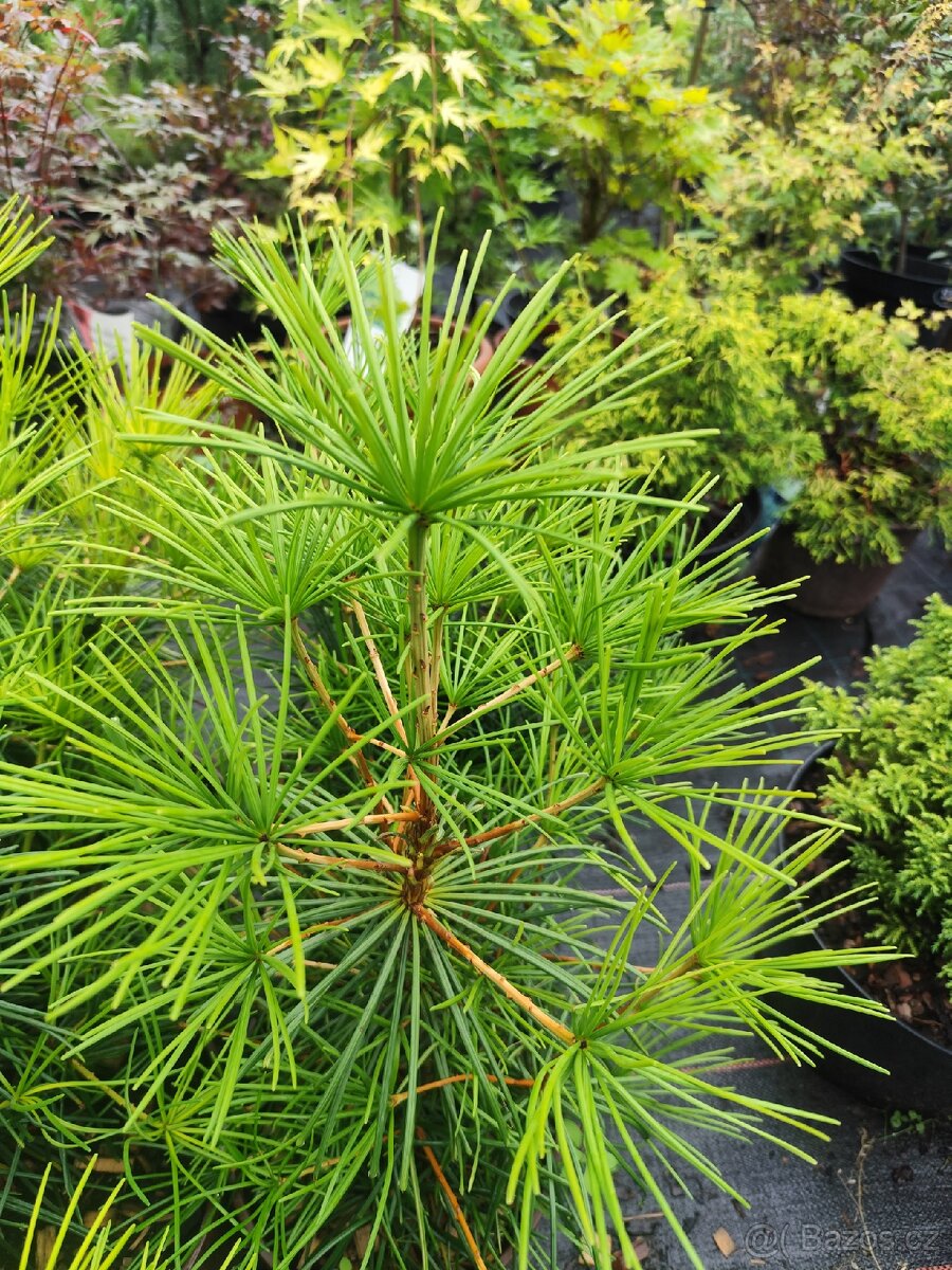 Pajehličník přeslenatý - 3