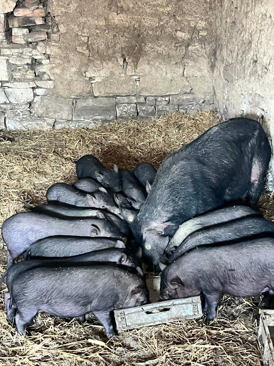 Prase Vietnamské - 3