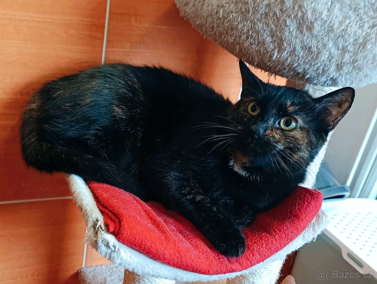 ZUZANKA - kastrovaná kočička 2 roky - 3