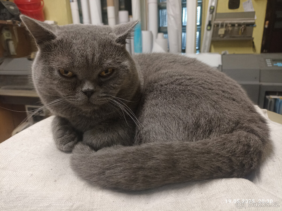 Britský modrý kocour ke krytí - 3
