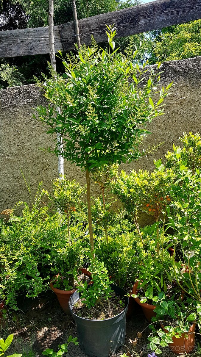 Ligustrum, Ptačí zob, stromky, keře - 3