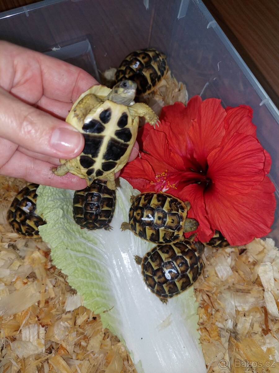 Testudo hermanni hermanni - želva zelenavá - Toskánsko - 3