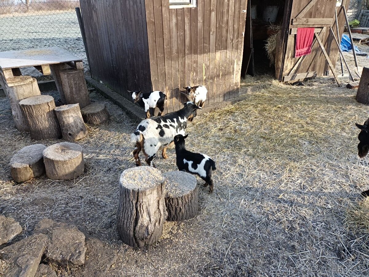 Holandská zakrslá koza - 3