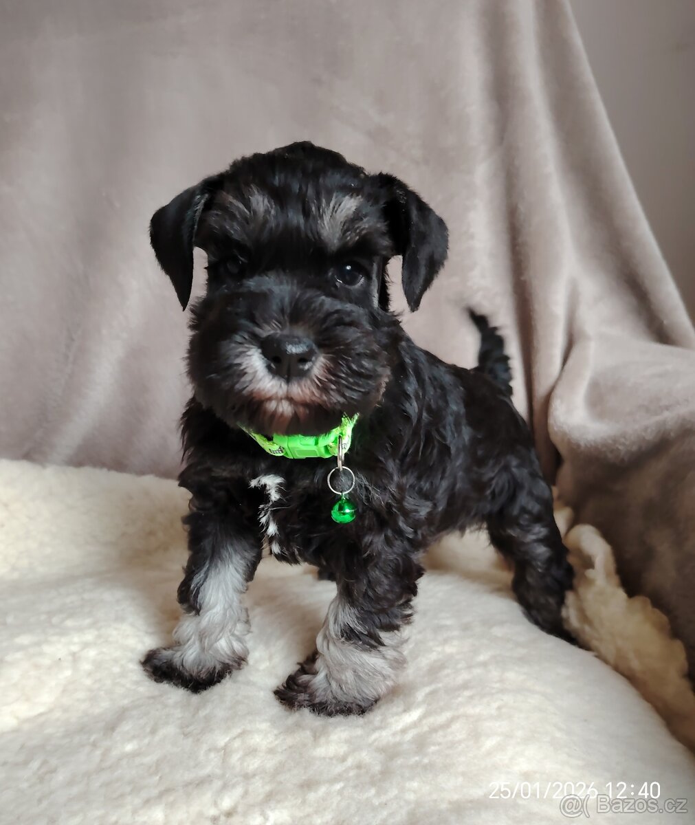 Knirač Černostříbrný - 3