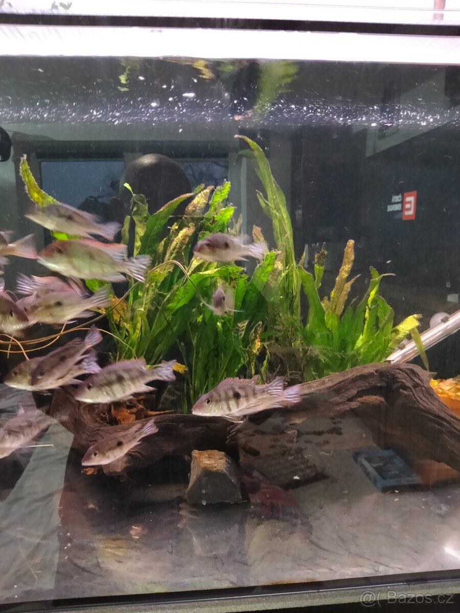 Geophagus Tapajós red head - 3