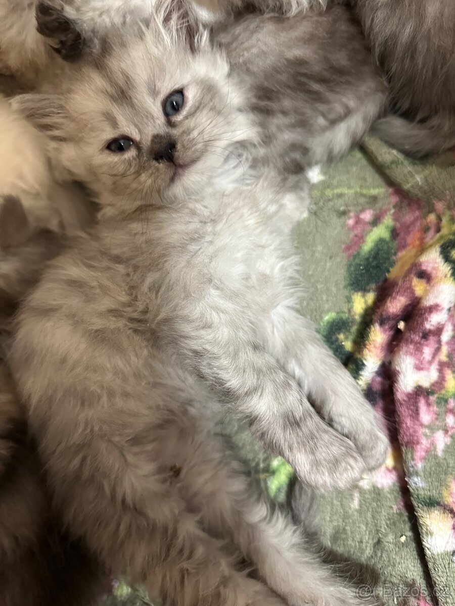 Prodám dva Britské kocourky - 3