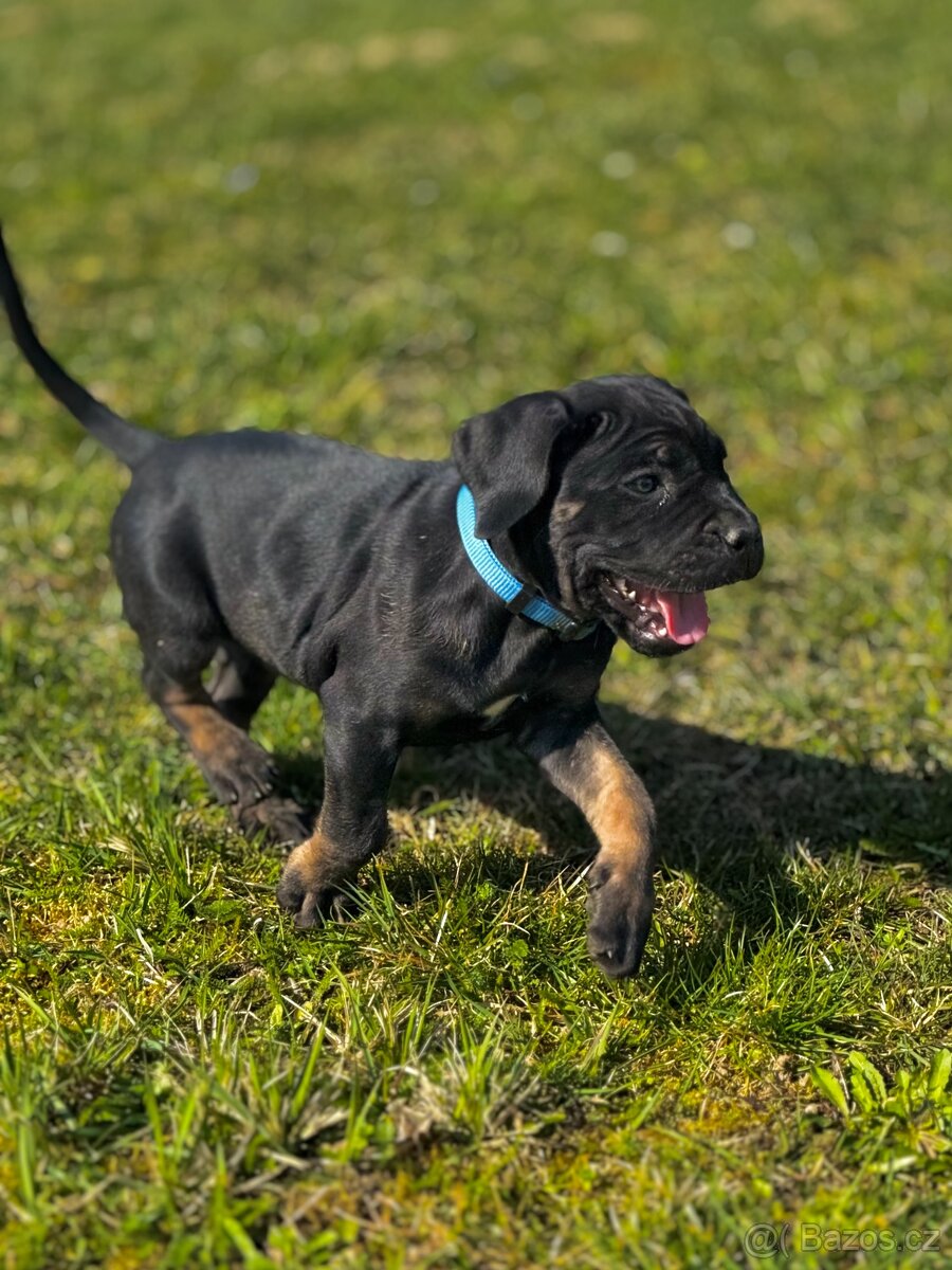 Štěňátka Cane Corso s PP - 3