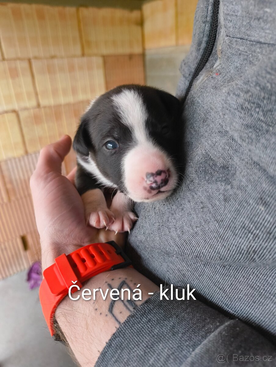 Štěňata - kříženec - 3