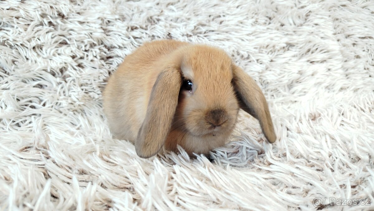 Zakrslý beránek, králíček, králík - JIJI - 3