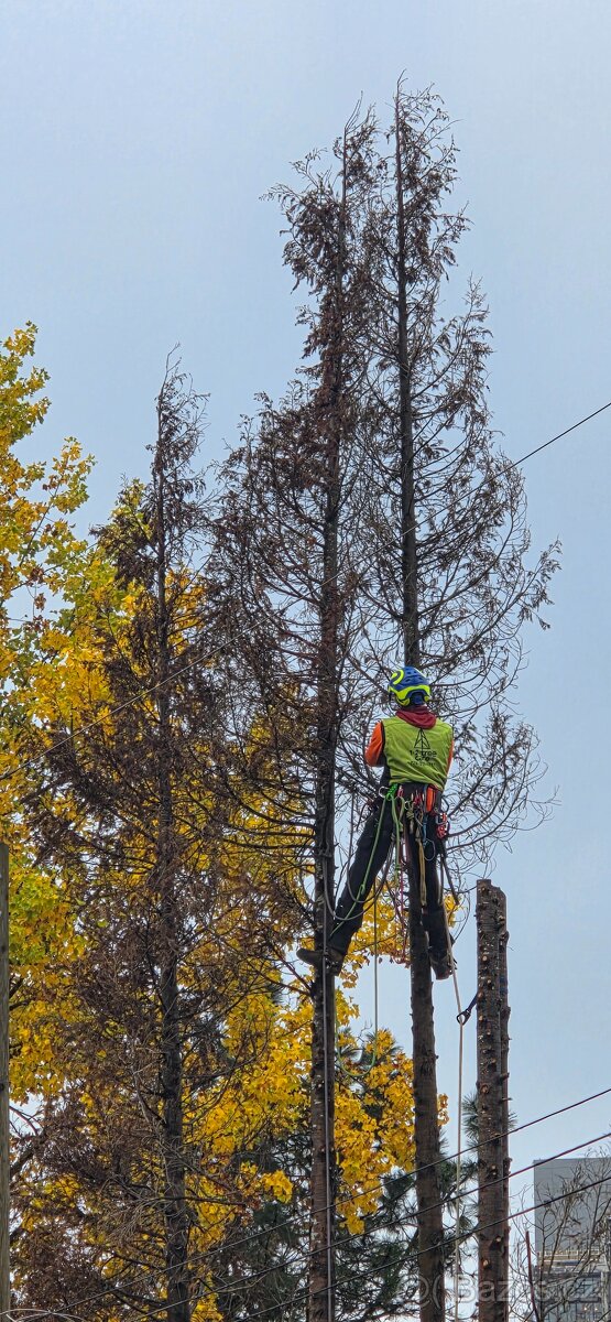 Stromolezec, arborista, udrzby zelene - 3