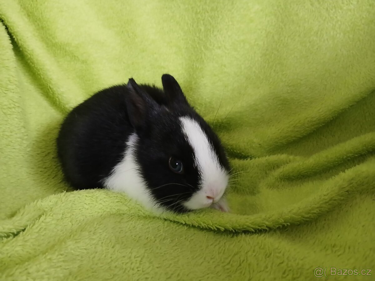 Zakrslý králíček - 3