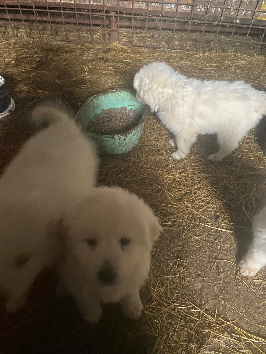 Šteniatka Slovenského čuvača - 3