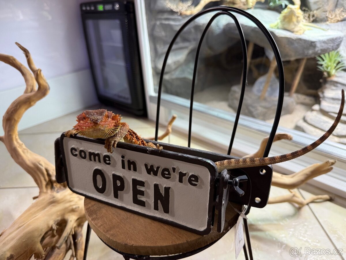 Agama vousatá ihned k odběru - 3