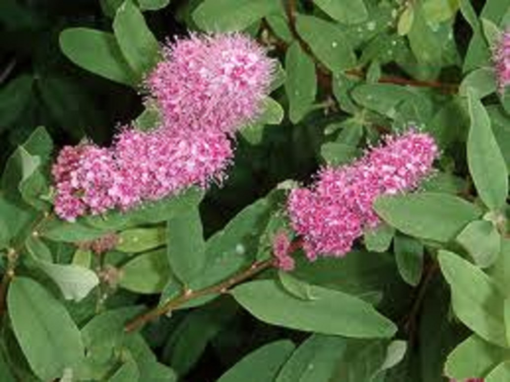 Tavolník Douglas, do živého plotu, prostokořenné sazenice - 3