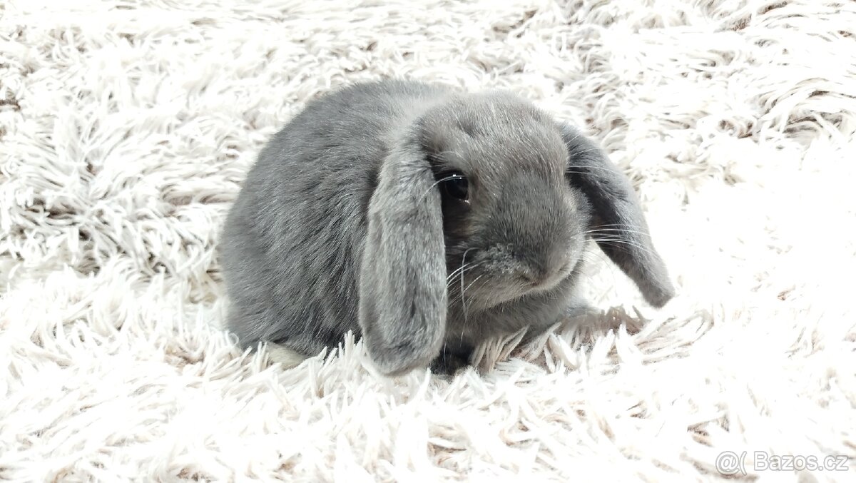 Zakrslý beránek, králíček, králík - BONNY - 3