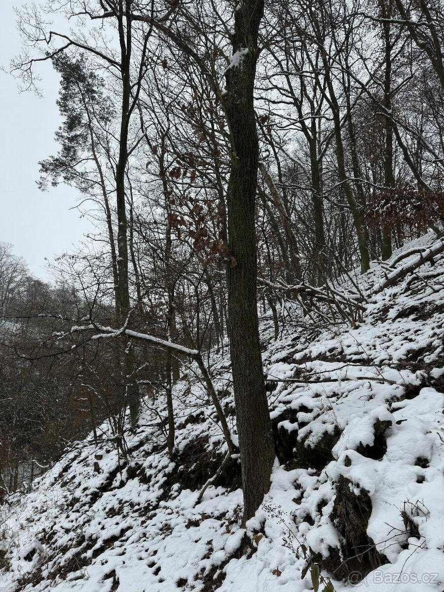 Prodám lesní pozemky v k.ú. Strážnice u Mělníka - 3