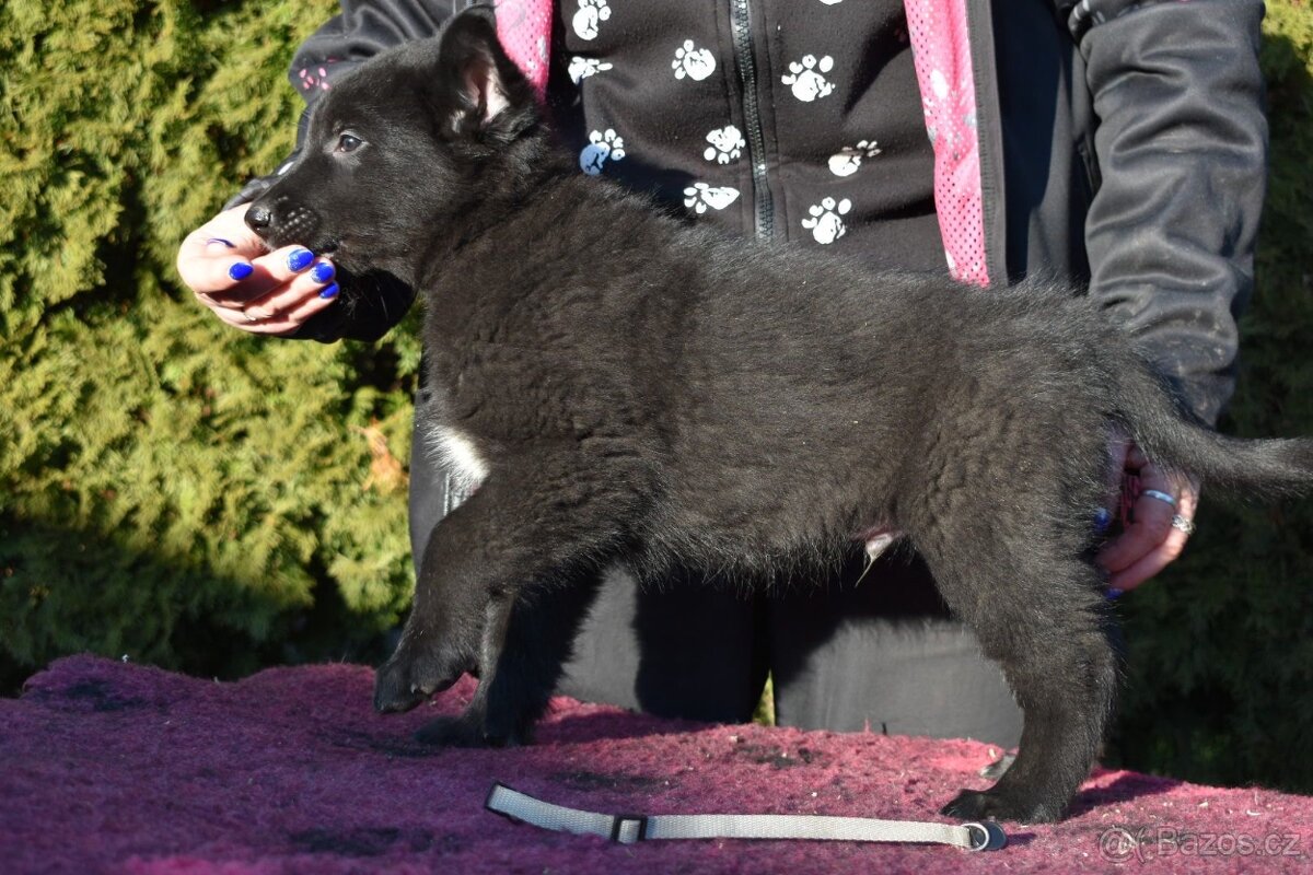 Belgický ovčák groenendael s PP - 3