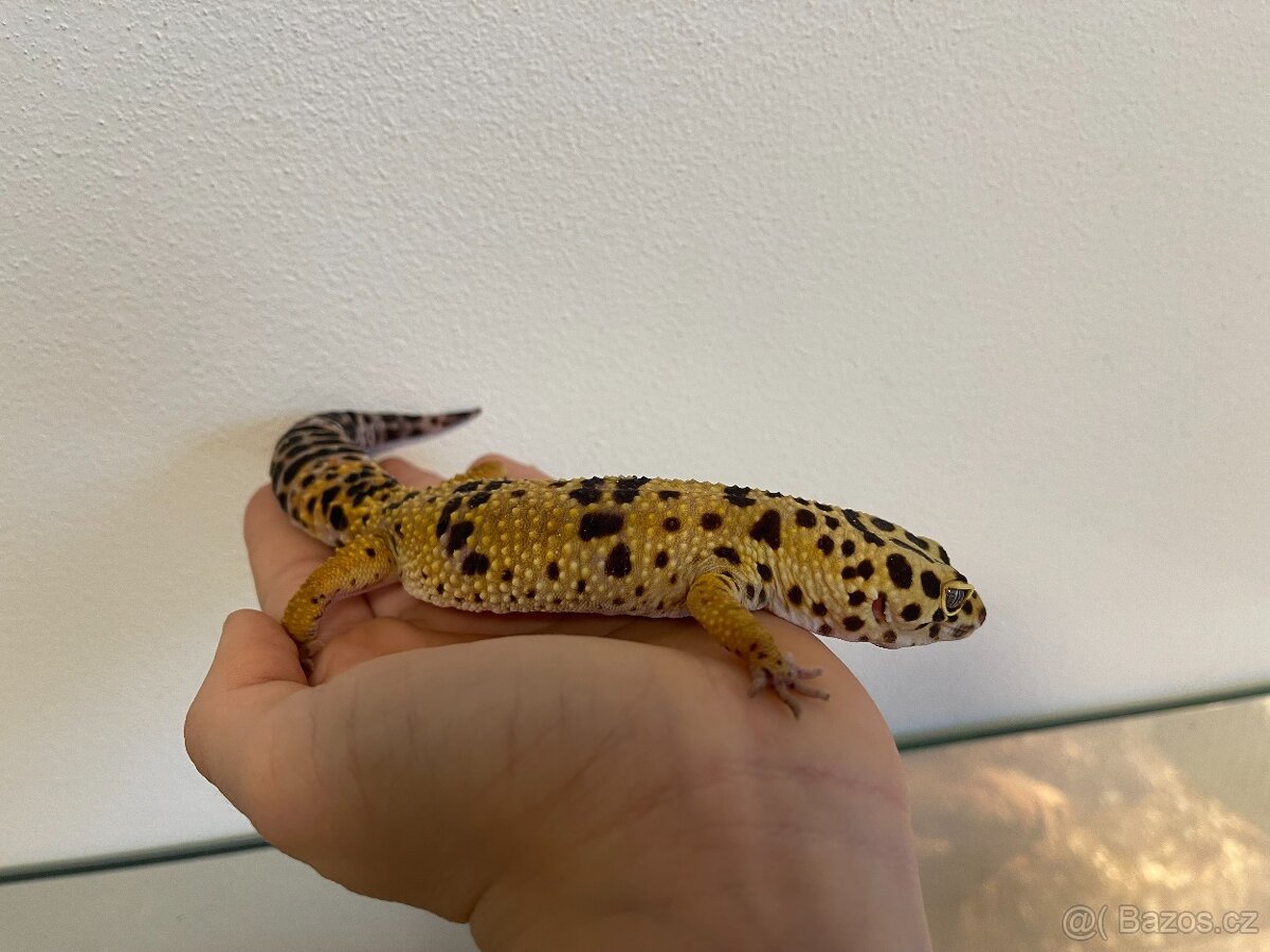 Samice gekončíka nočního - 3