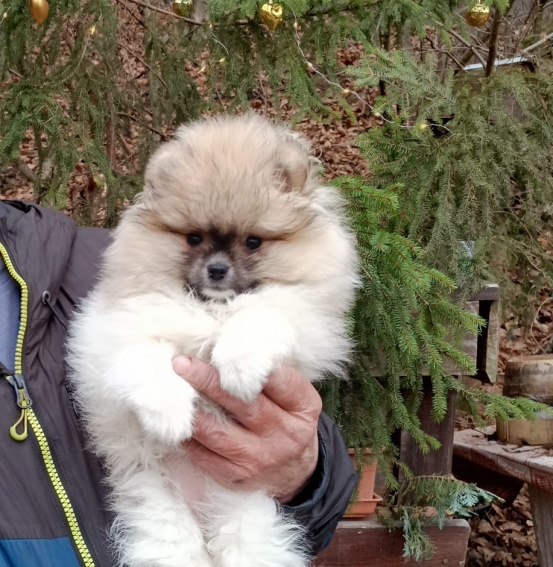 Pomeranian s PP - 3