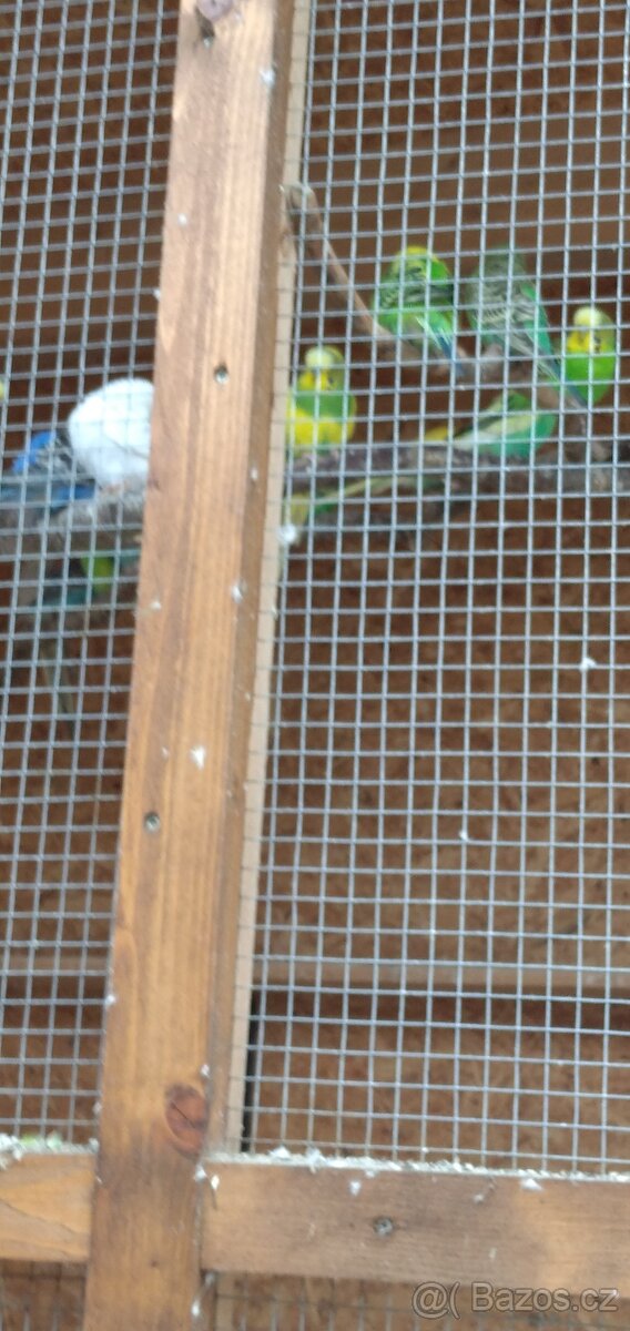 Prodám andulky a neofemy - 3