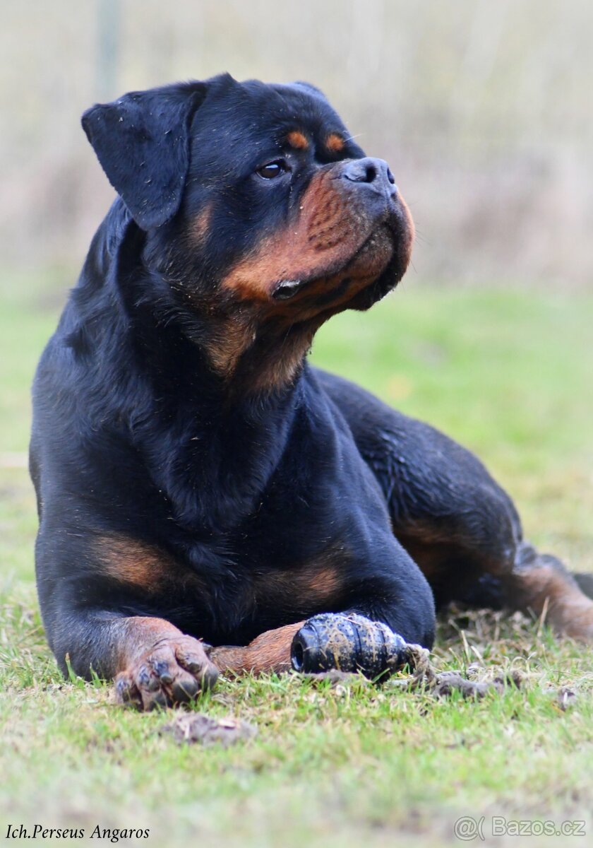 rotvajler - štěňata - 3