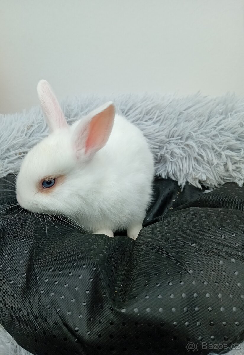 Zakrslý králíček I2 - 3