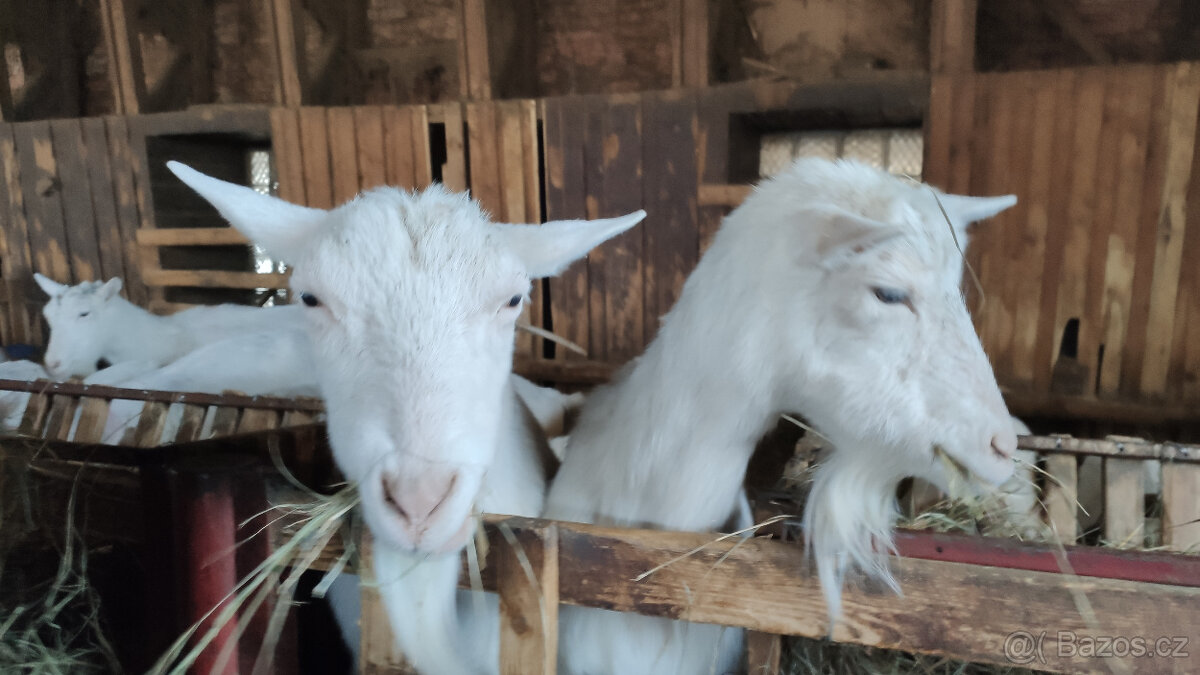 KOZY PLEMENNÉ BÍLÉ KRÁTKOSRSTÉ-BIO CHOV-CELÉ KNOW-HOW - 3
