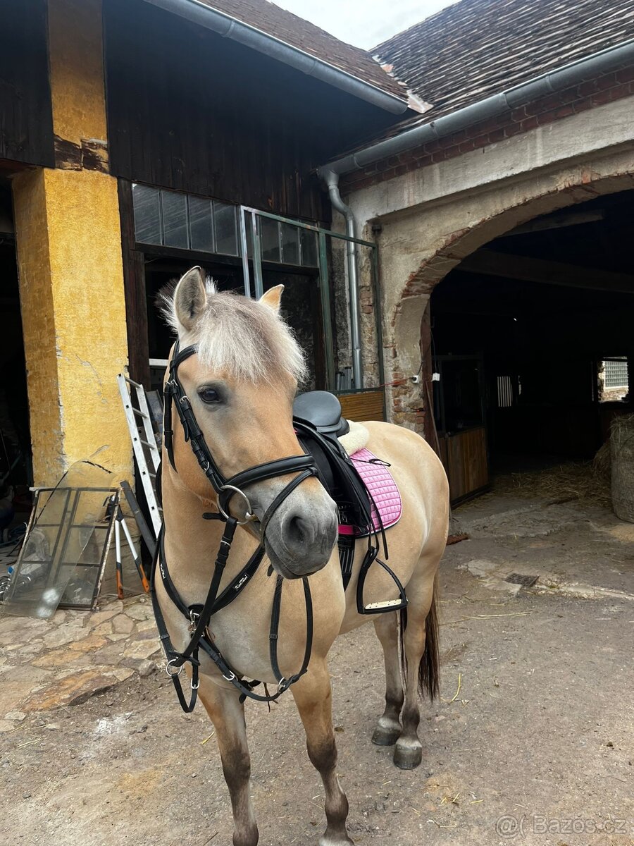 Hodná pony B klisna - 3