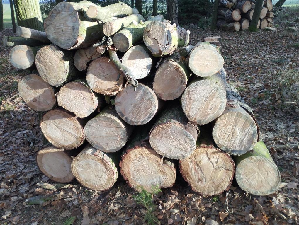Palivové dřevo - 3