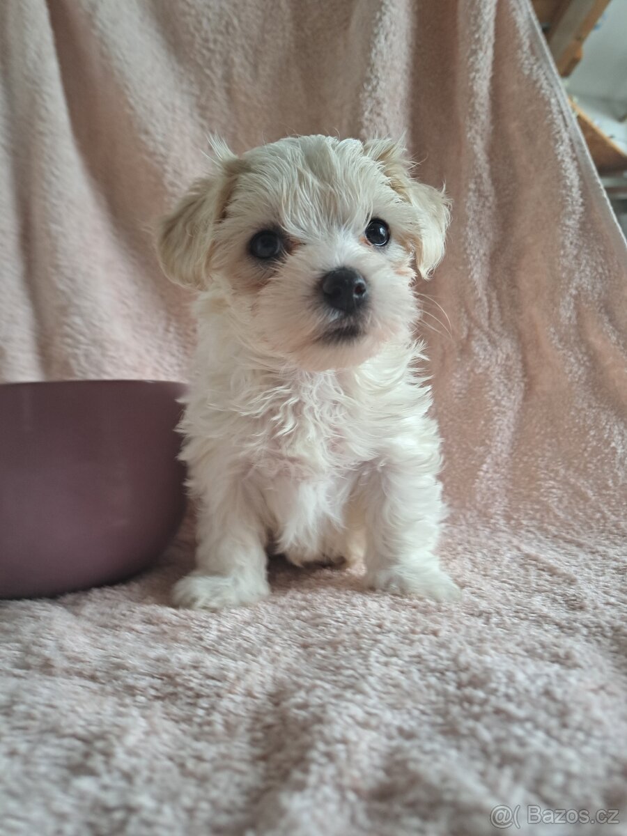 Štěňátka maltézský psík - 3