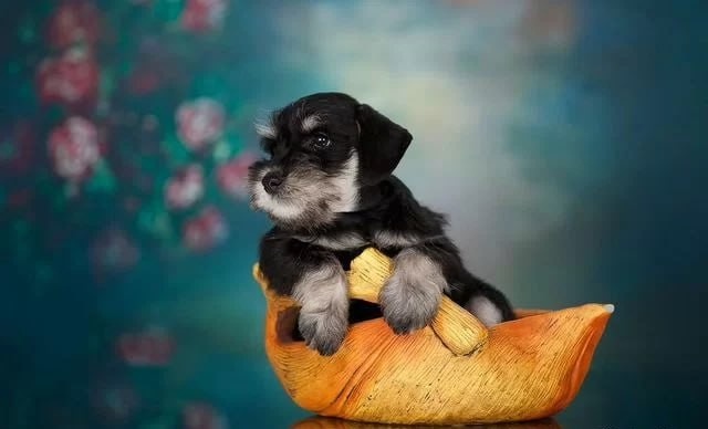 Knírač malý černostříbřitý s PP - 3