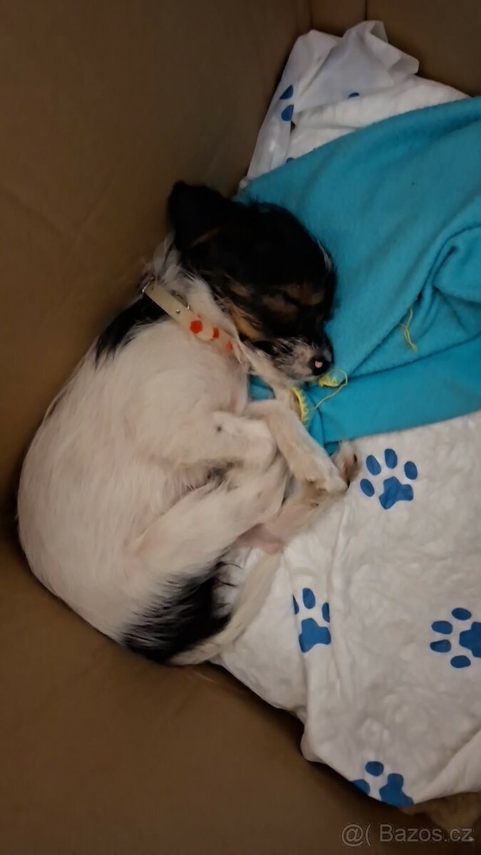 Prodám Jorkširsky teriér Biewer - 3