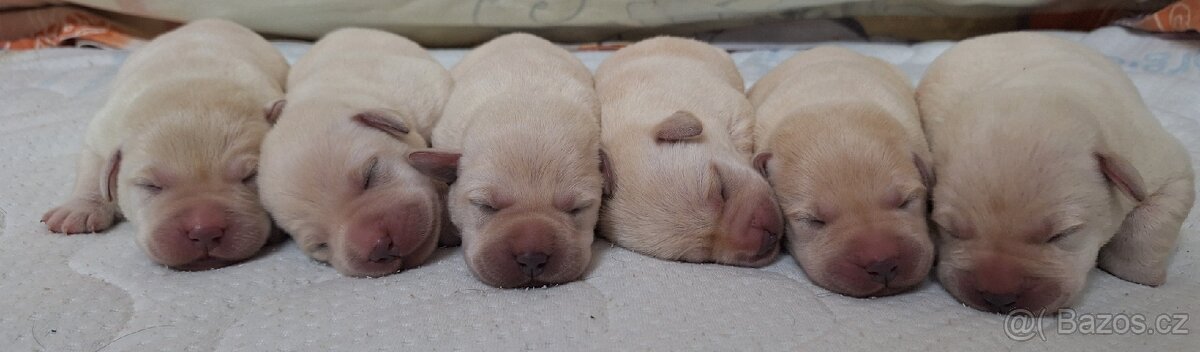 Labradorský retrívr s PP - 3