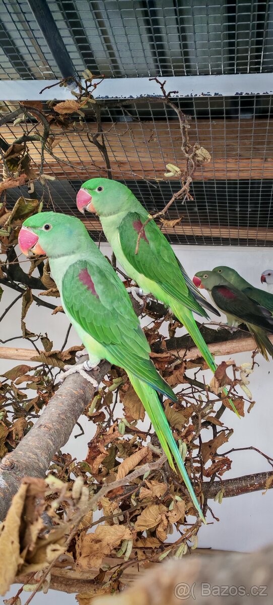 Alexandr malý, velký - 3