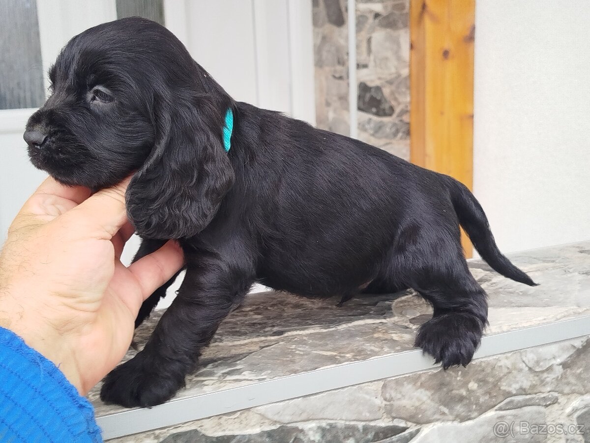 ANGLICKÝ KOKRSPANEL - 3