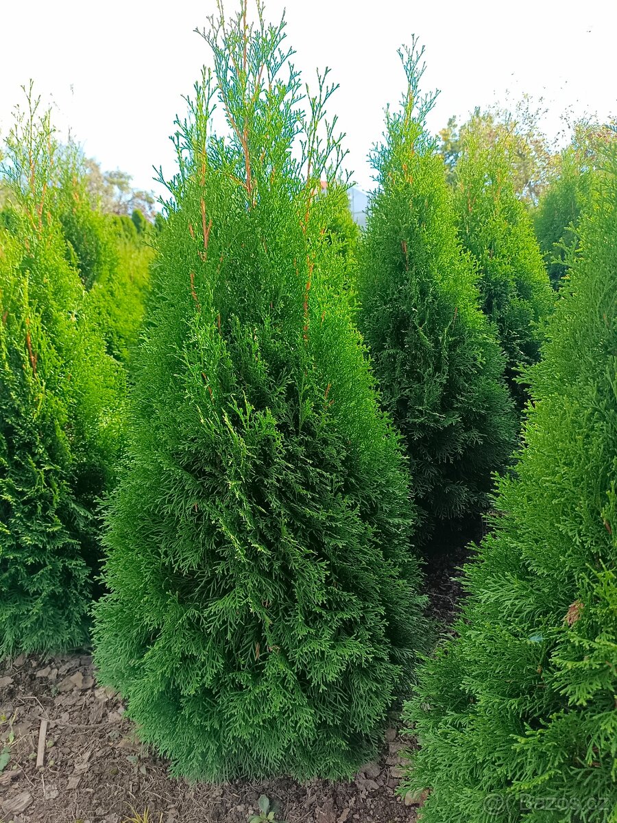 Prodám thuje smaragd - 3