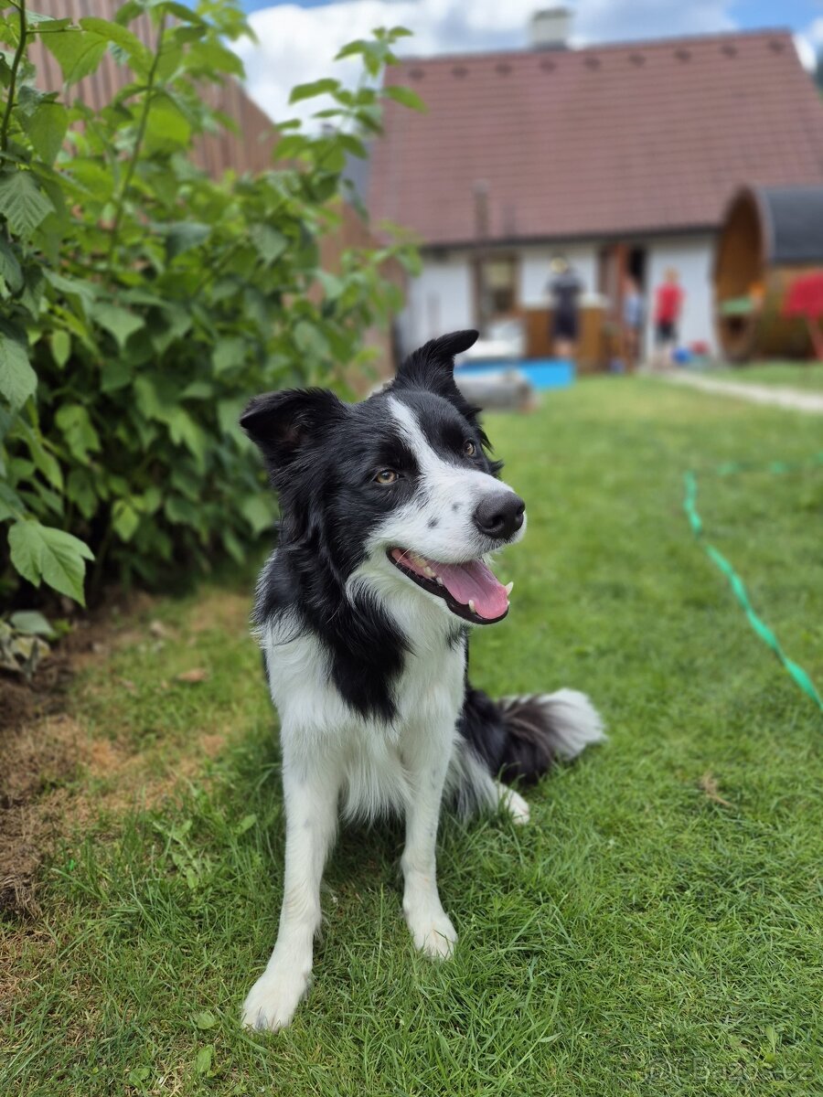 Krytí border kolie bez Pp - 3