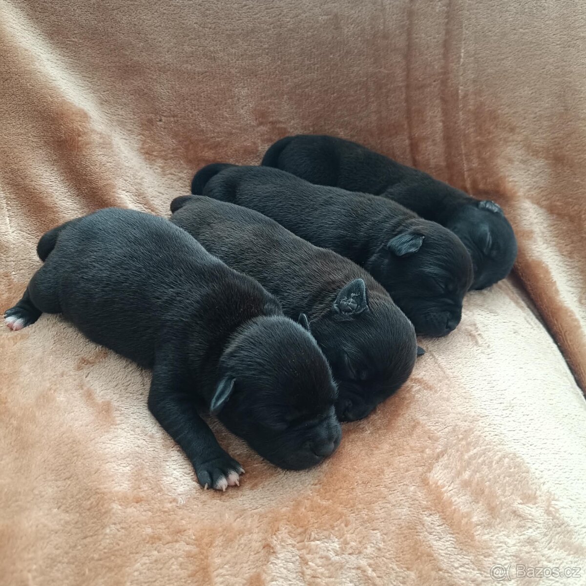 stafordšírský bulteriér - 3