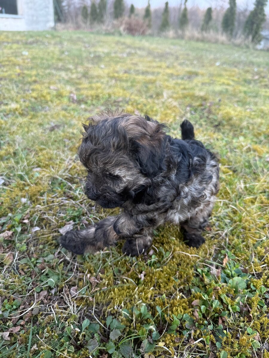 Štěně Toy pudl - fenka - 3