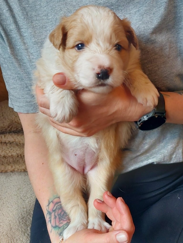 border kolie ee - red - 3