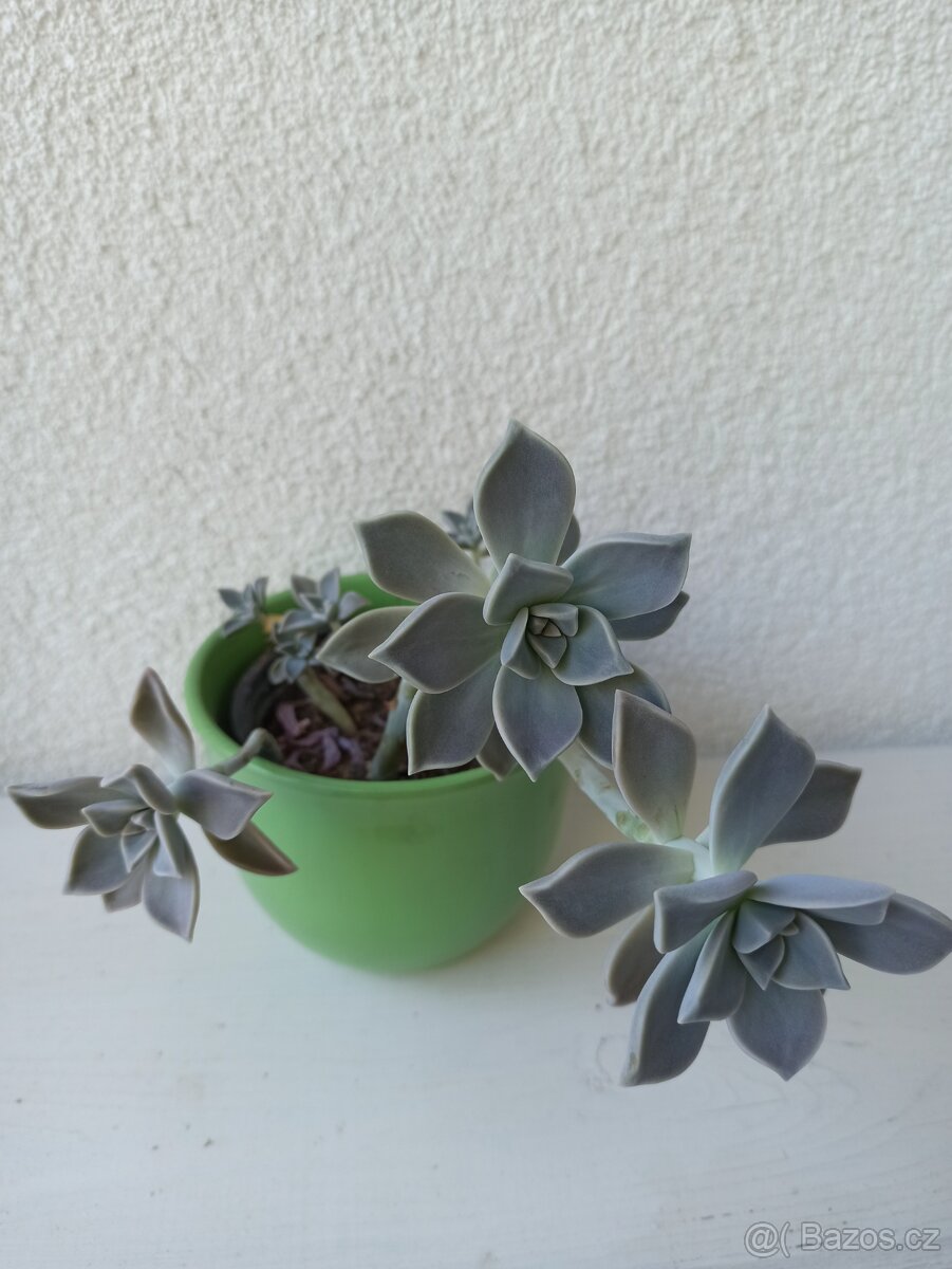 Graptopetalum - 3
