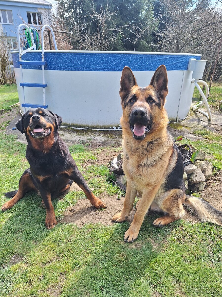 Německý ovčák - 3