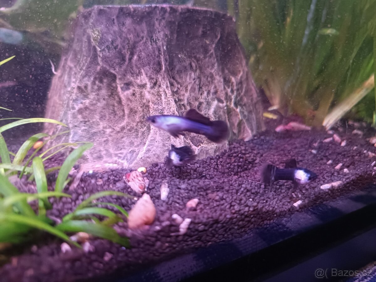 Endlerky Blue panda - 3