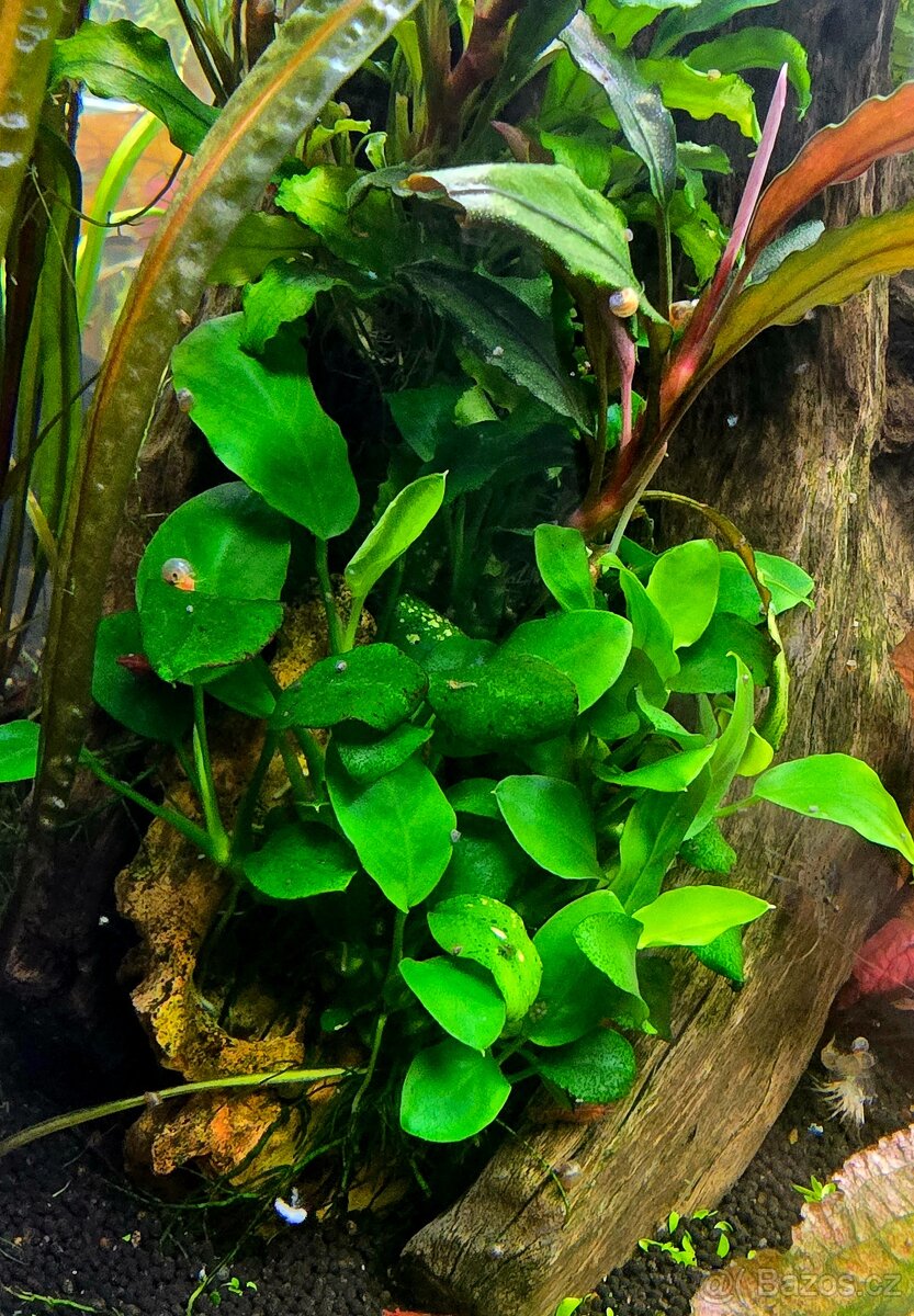 Akvarijní rostliny - 3