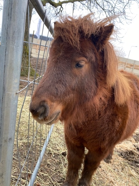 Prodej hřebečka mini shetland - 3