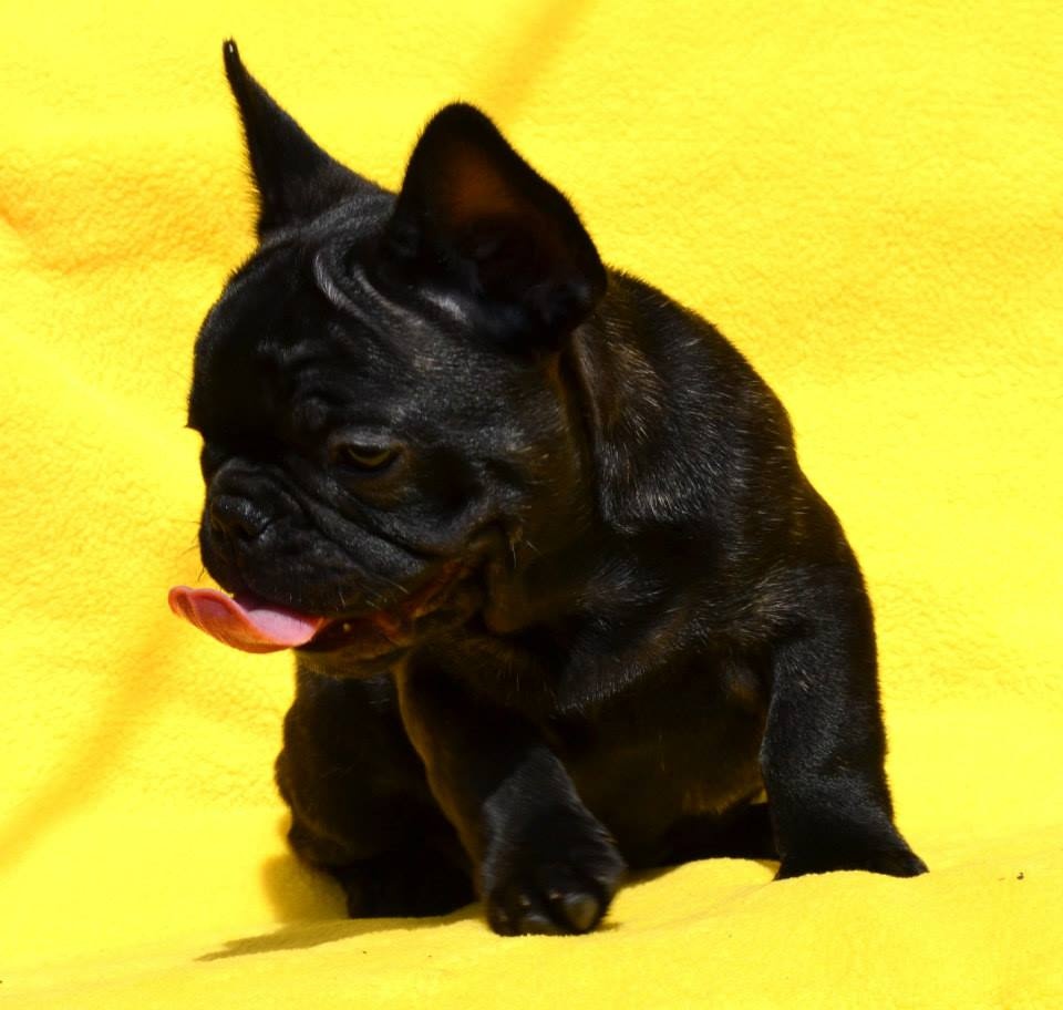 Francouzský buldoček s PP - 3