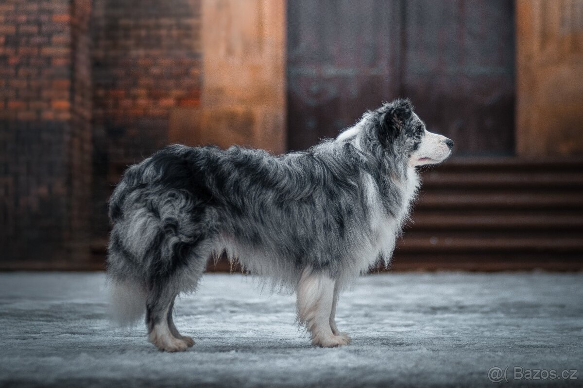 Krycí pes Border kolie s PP - 3