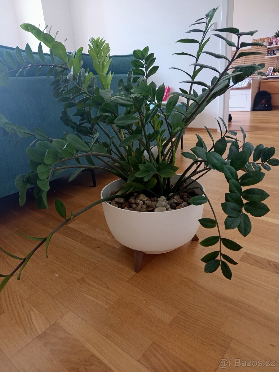 Zamiokulkas/zamioculcas - 3