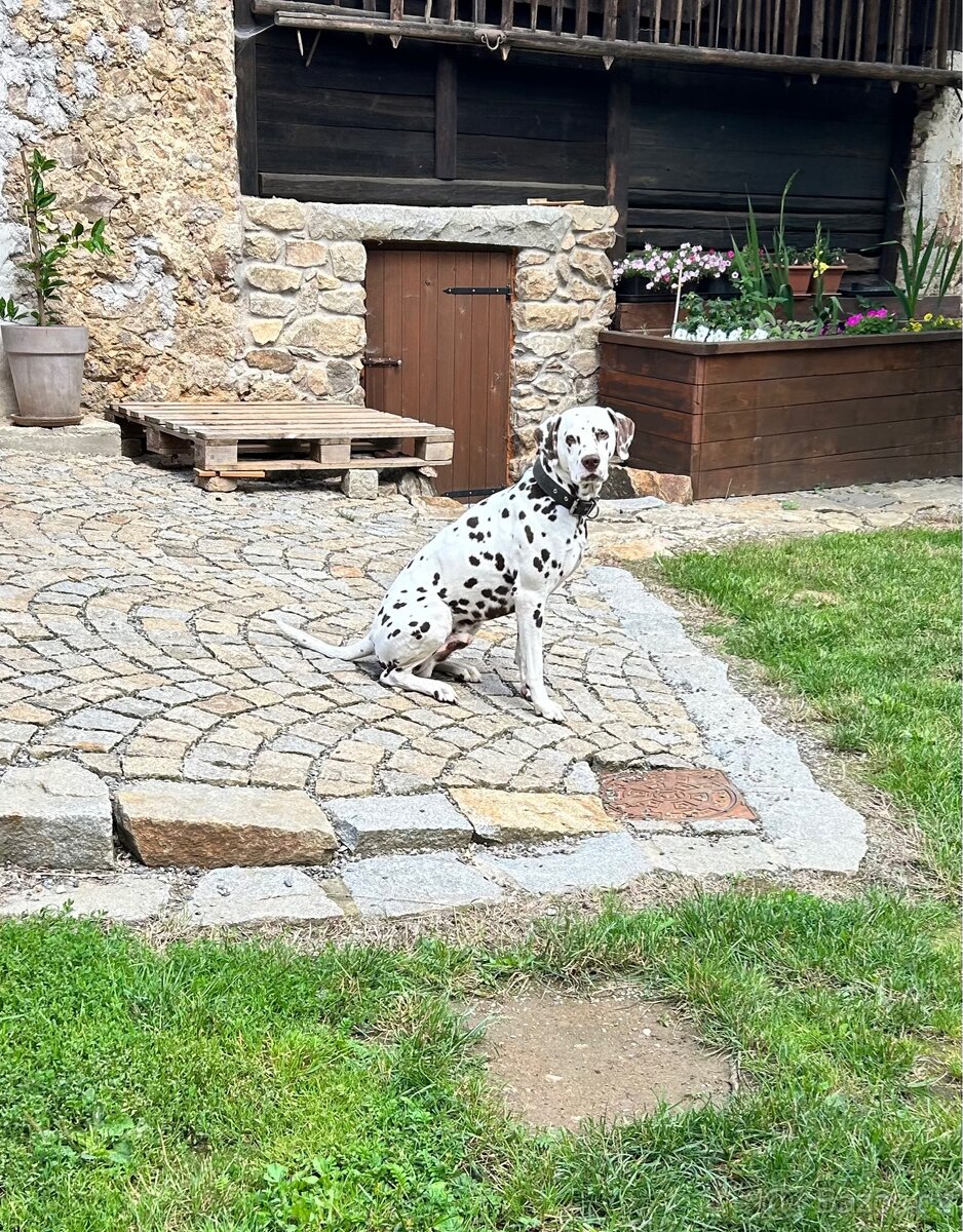 Krytí dalmatin hnědý - 3